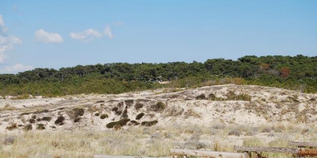 Différentes strates dunaires se succèdent, des sableuses sur le littoral aux boisées à l'intérieur, Lacanau