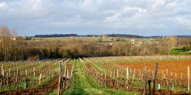Au coeur de l'Entre-Deux-Mers, la vigne est associée aux boisements et cultures en un paysage composite, Blasimon 