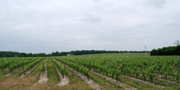 Les vignes verdoyantes s'accompagnent aujourd'hui souvent de bandes enherbées - Roaillan