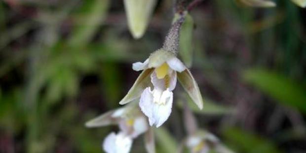 L'épipactis des marais (Epipactis palustris), petite orchidée qui pousse dans les zones humides, est une espèce très menacée – espèce protégée