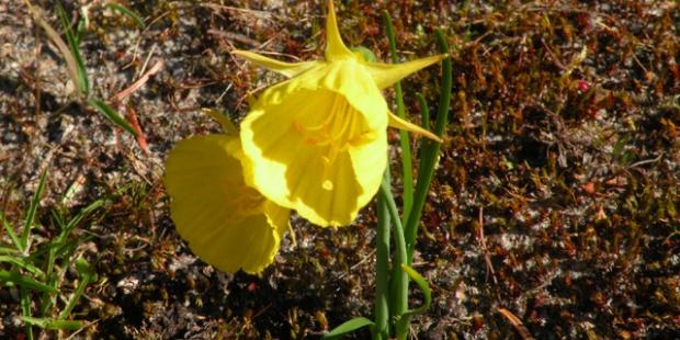 Narcissus bulbocodium - Trompette de Méduse 