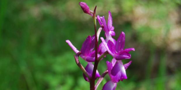 orchidée à fleurs lâches (Anacamptis laxiflora) 