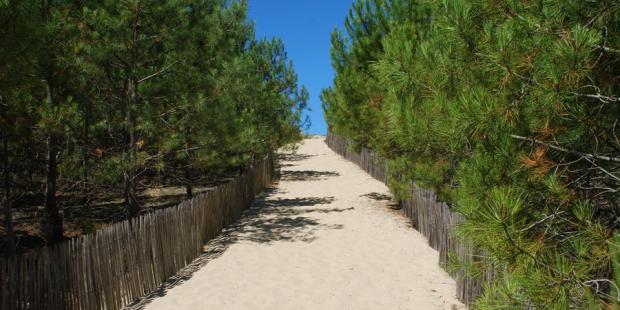Des palissades de ganivelles délimitent clairement les zones et passages accessibles au sein des milieux fragiles des dunes - Bassin d'Arcachon