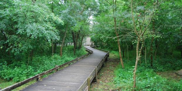 Ces sentiers, formés de platelages de bois surélevés, permettent aux promeneurs de découvrir les milieux humides des bords de Garonne sans leur nuire - Bègles 