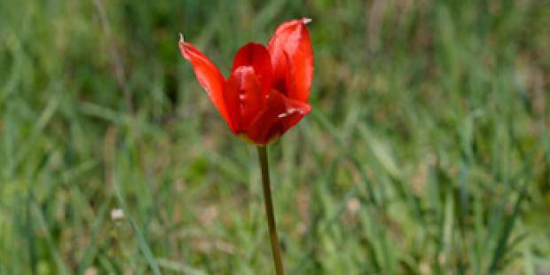 Tulipe précoce (Tulipa praecox) 
