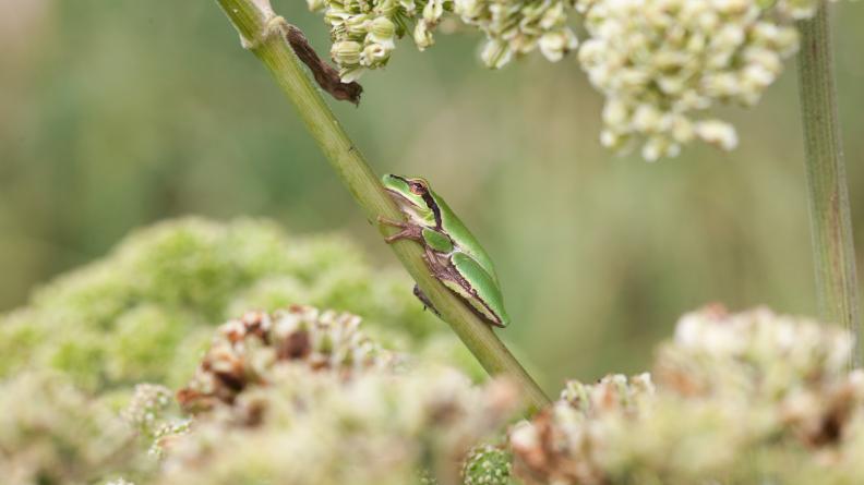 rainette verte