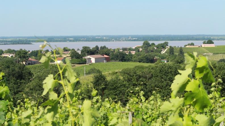 Vignoble Blaye