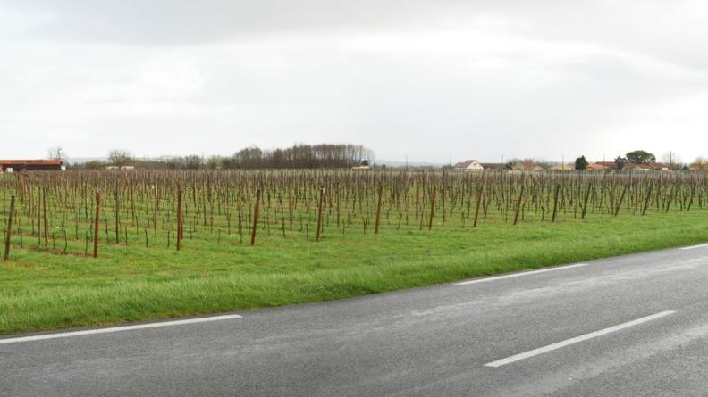 Les vignes forment une respiration et ouvrent sur les paysages au-delà de la route - Saint-Avit-Saint-Nazaire