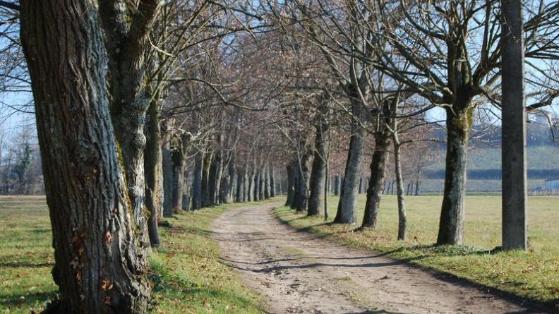 Belle allée plantée devant château Gombaud - Saint-André-de-Cubzac