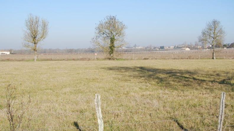 Ces arbres participent du paysage, mais gagneraient à être intégrés à un réseau de haies - Saint-Gervais