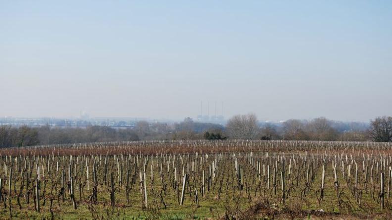 Les versants secs sont consacrés à la viticulture, en contrebas, on aperçoit les cimes des boisements humides - Prignac-et-Marcamps