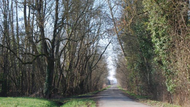 En contrebas du village de Prignac-et-Marcamps, ces bois humides offrent des habitats précieux pour la faune
