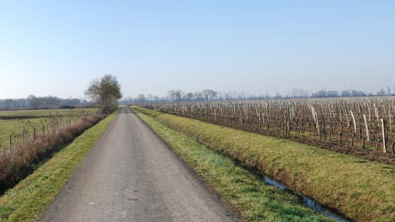Vignes et prairies se partagent les terres du marais - Prignac-et-Marcamps