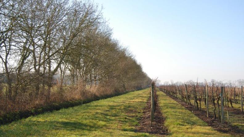 Entre vigne et prairie, une belle haie arborée accompagne le fossé jusqu'au fleuve - Prignac-et-Marcamps