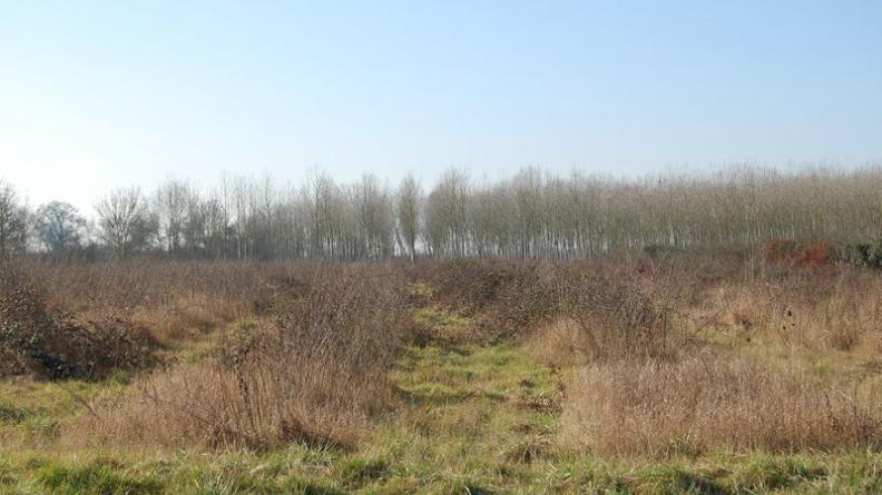 Friche et peupleraie à proximité du fleuve - Prignac-et-MArcamps