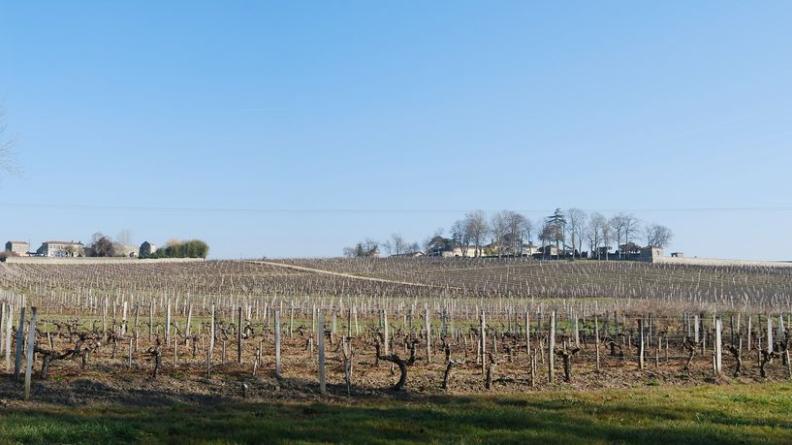 vignes