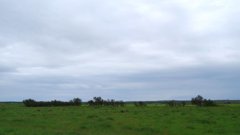 Haie endommagée dans les palus - Soulac-sur-Mer