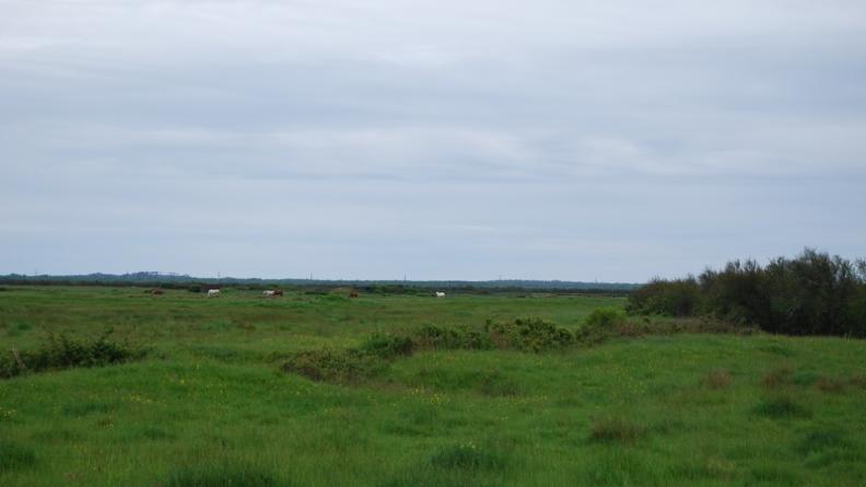 Prairie pâturée en limite sud-est de Soulac-sur-Mer