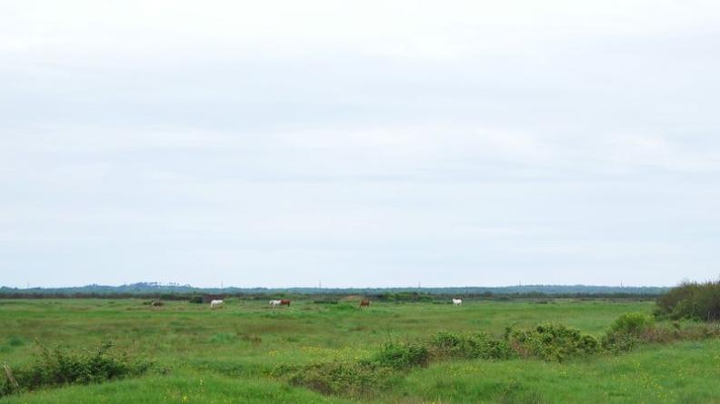 Le pâturage, mode d'exploitation (et de gestion) traditionnel de ces milieux, est encore pratiqué sur certaines terres - Soulac-sur-Mer