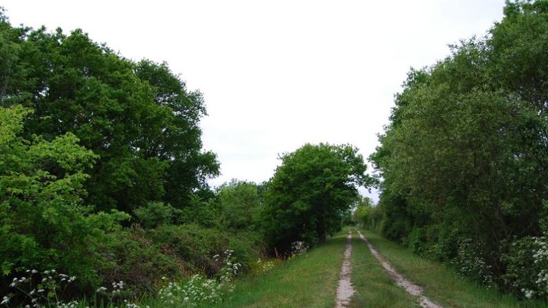 Quelques ouvertures permettent de découvrir les marais au-delà de ces haies - Saint-Vivien-de-Médoc