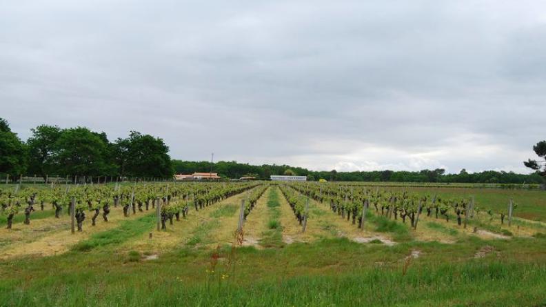 En lisière de la forêt, on retrouve la présence de la vigne - Vensac