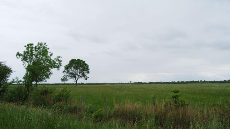 Quelques arbres isolés animent parfois ces paysages très ouverts - Queyrac