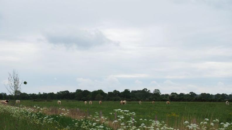 Elevage bovin au nord-ouest du chenal de Guy - Jau-Dignac-et-Loirac