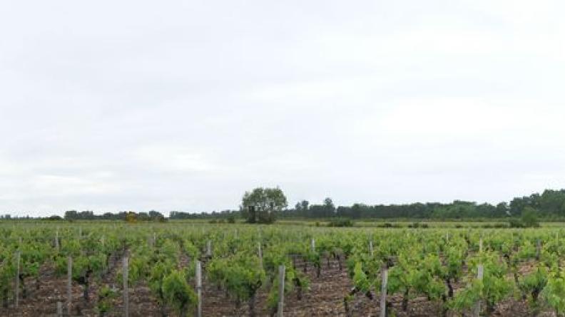 Au sud-ouest de Courbis, les vignes s'étendent jusqu'aux terres marécageuses, soulignées par la ripisylve des canaux - Bégadan