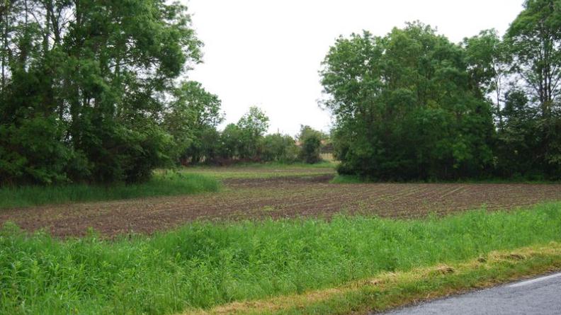 Au fond des vallons humides, les boisements composent le paysage - Civrac-Médoc