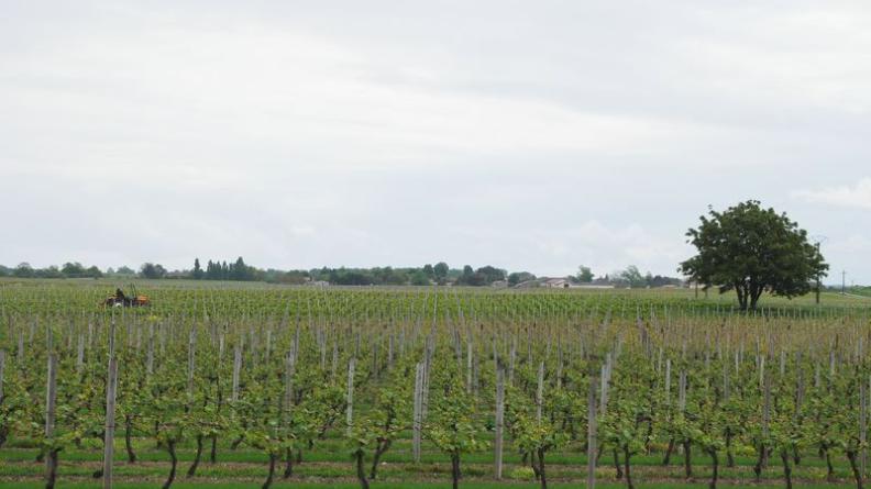 Les arbres isolés prennent un statut remarquable au milieu des vastes vignes - Civrac-Médoc