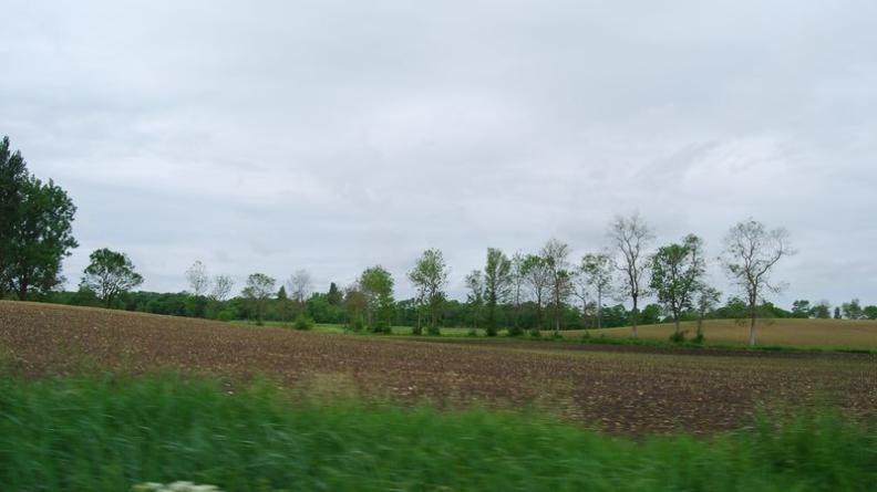 Les alignements au long des fossés participent d'une forte présence végétale - Prignac-en-Médoc