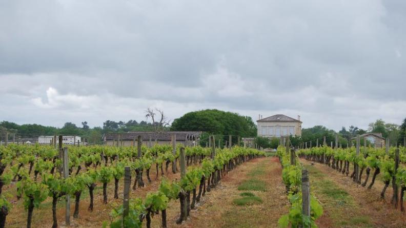Château Vernous enrichit l'horizon de son domaine - Lesparre-Médoc