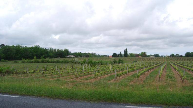 A gauche, les boisements ont remplacé d'anciens marais
