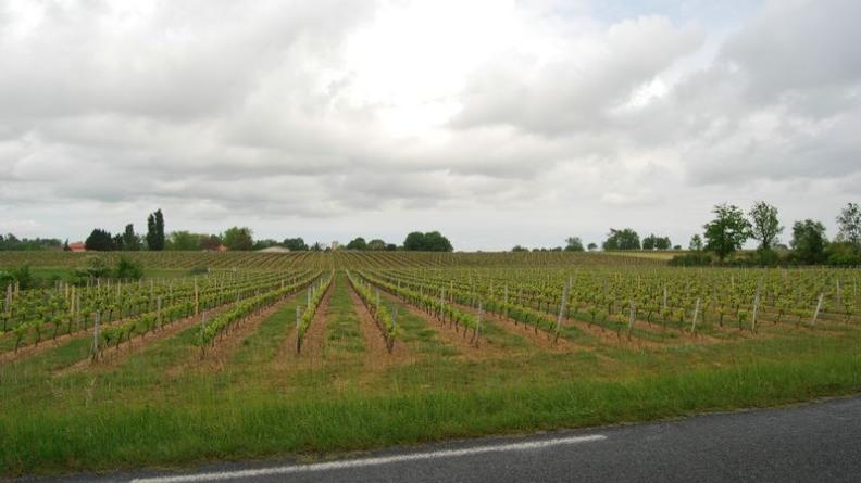 Si les vallonnements restent très doux, ils sont néanmoins soulignés par les lignes des règes, révélatrices de ces ondulations - Lesparre-Médoc