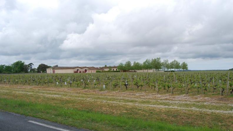 Château la Cardonne - Blaignan