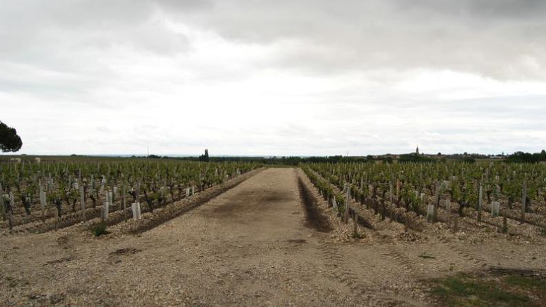A l'est de Saint-Corbian, la blancheur des graves est renforcée par les sombres sillons entre les règes - Saint-Estèphe