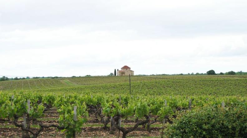 La vigne est ici reine, s'étendant sur l'ensemble des coteaux et collines - Saint-Estèphe