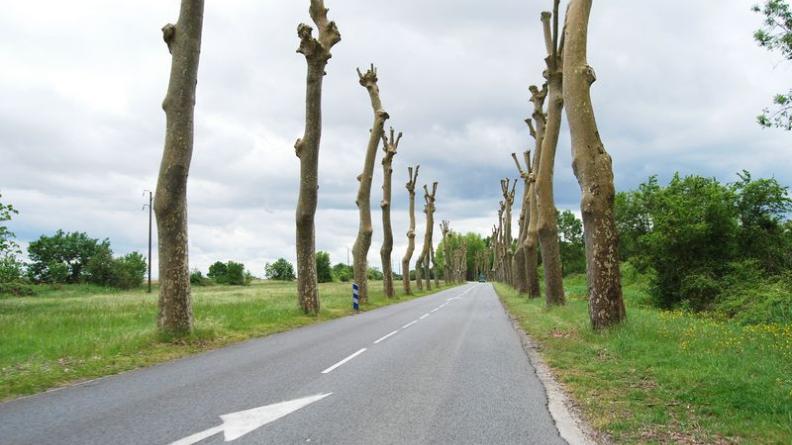 La gestion actuelle des arbres ne permet pas d'envisager un maintien à long terme des alignements - Pauillac