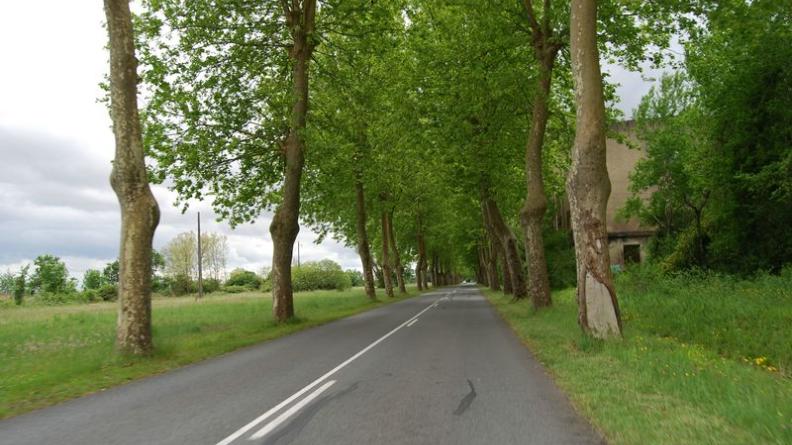Le double alignement de platanes accompagne majestueusement la route - Pauillac