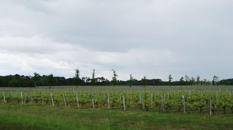 Jusqu'à l'horizon forestier qui marque la limite de la clairière, la vigne s'étend sans concurrence, uniquement interrompue par les allées plantées de Château Peyre-Lebade - Listrac-Médoc