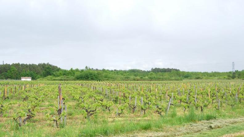 Les cimes de ces forêts s'immiscent dans les paysages viticoles de la clairière, interrompant les vignes - Moulis-en-Médoc
