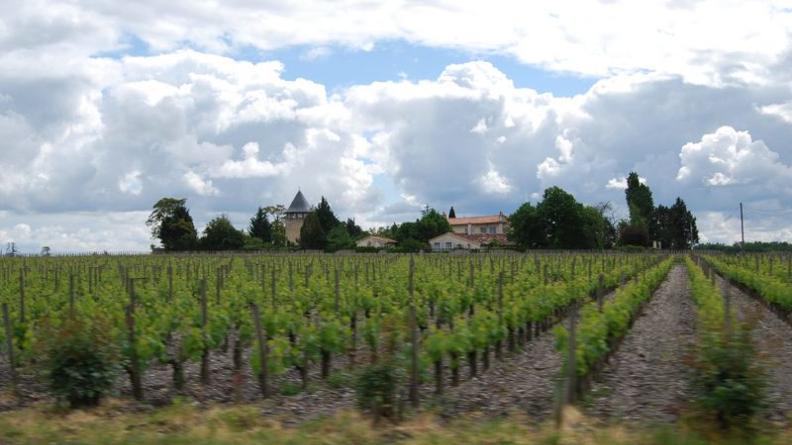 Sur l'horizon plat des vignes, le Château Labegorce par la profusion végétale de son parc - Soussans