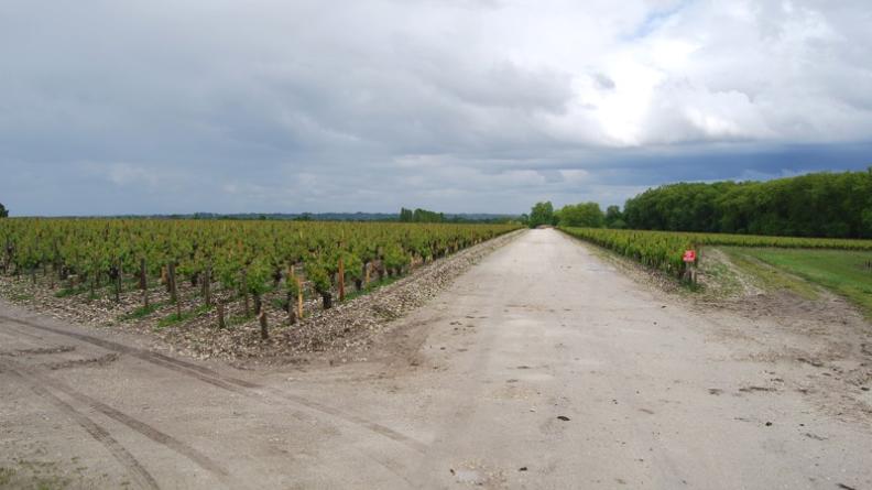 Ces chemins d'exploitation, ne laissant pas de place au végétal, valorisent moins la vigne que les routes aux bords enherbés - Margaux