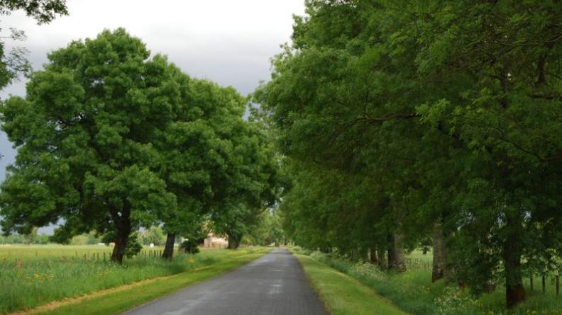 Les alignements au long des routes (ici la D105) forment des éléments importants du paysage des marais - Margaux