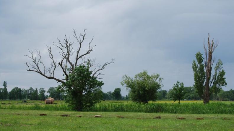 L'étroite bande des marais offre un paysage de grandes parcelles dégagées (prairies, comme c'est le cas ici, ou cultures) accompagnées d'arbres, radicalement différent des coteaux - Cantenac