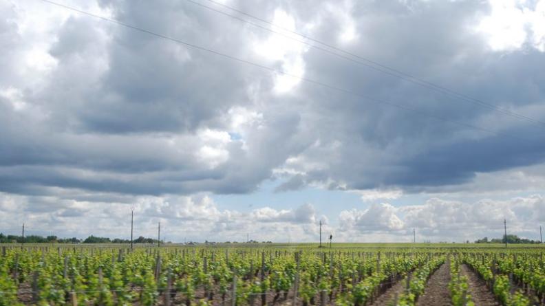 Les vignes s'imposent à perte de vue comme l'élément dominant de ces paysages (du moins sur les hauteurs) - Labarde