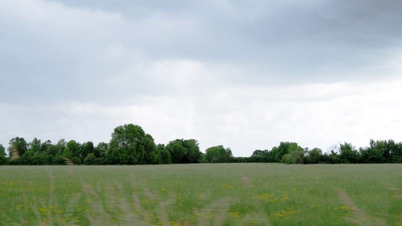 Les structures végétales accompagnent et enrichissent les canaux - Ludon-Médoc