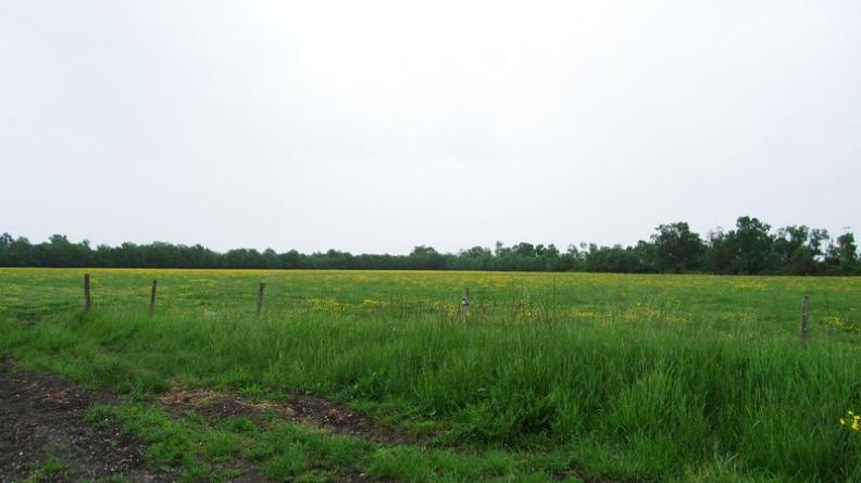 Des lisières sombres accompagnent les vastes prairies des marais - Ludon-Médoc
