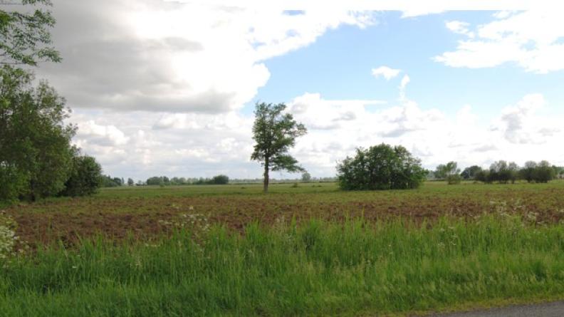 Mal entretenues, les haies n'offre plus de continuités écologiques - Ludon-Médoc