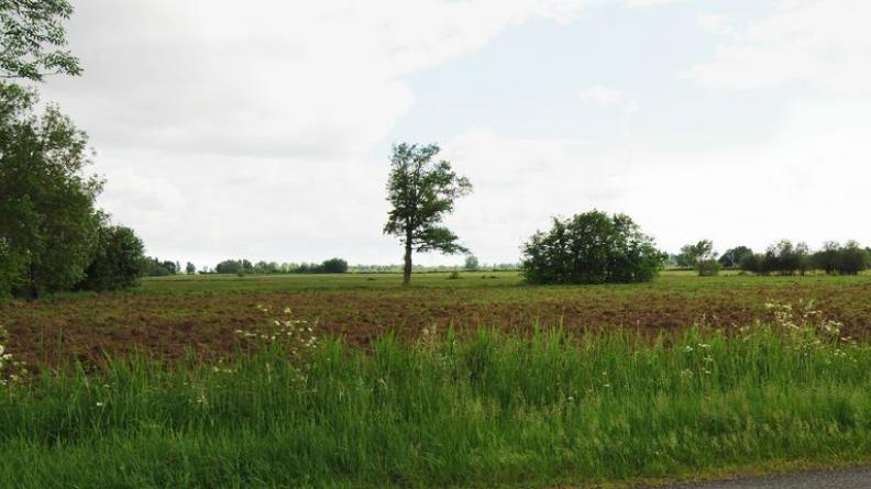 Lisières, haies ou sujets isolés : les arbres prennent une place majeure dans ces paysages - Ludon-Médoc